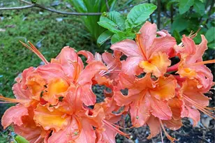 821 Essex Pl NE, Olympia, WA 98516 - Photo 28