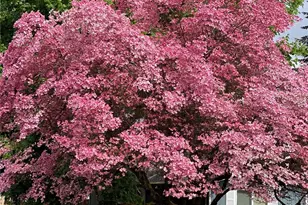 821 Essex Pl NE, Olympia, WA 98516 - Photo 8