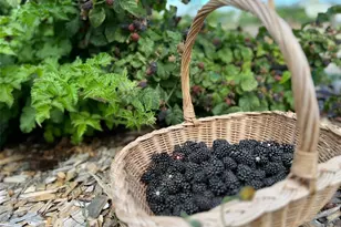 161 Sims Ln, Sequim, WA 98382 - Photo 40