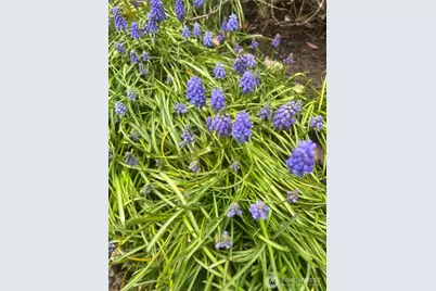 1625 Camas Avenue NE, Renton, WA 98056 - Photo 22