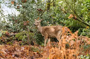 18557 W Lake Desire Dr SE, Renton, WA 98058 - Photo 34