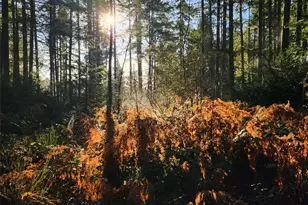 91 E Tepee Ln, Belfair, WA 98528 - Photo 1