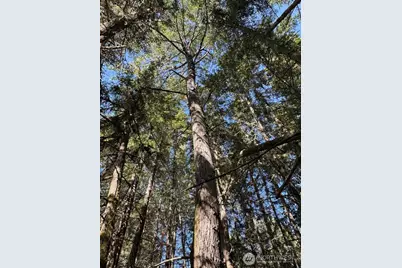 44302 32nd Ave E, Eatonville, WA 98328 - Photo 4