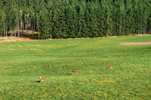 211 Echo Rd, Rochester, WA 98579 - Photo 8