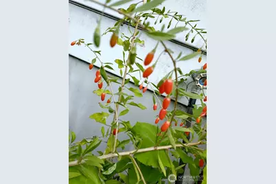 943 23rd Avenue, Seattle, WA 98122 - Photo 36