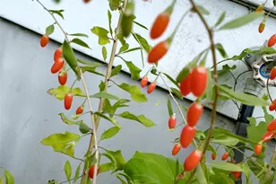 943 23rd Ave, Seattle, WA 98122 - Photo 36