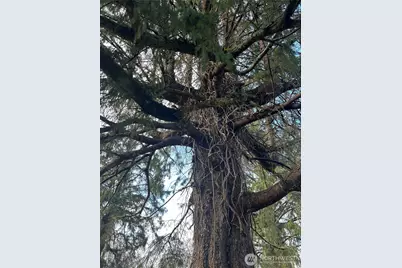 1365 Dolan Street, Raymond, WA 98577 - Photo 24