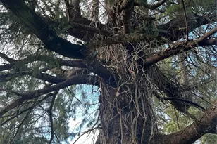 1365 Dolan St, Raymond, WA 98577 - Photo 24