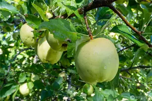 3715 185th St E, Tacoma, WA 98446 - Photo 22