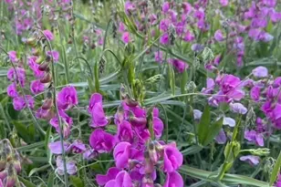 235304 Hwy 101, Port Angeles, WA 98363 - Photo 40