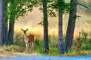 6814 300th St S, Roy, WA 98580 - Photo 18