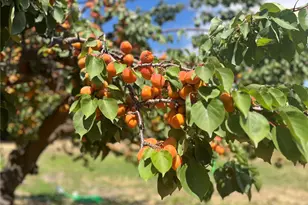 175 Green Ave, Manson, WA 98831 - Photo 36