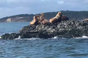 641 Decatur Head Dr, Decatur Island, WA 98221 - Photo 38