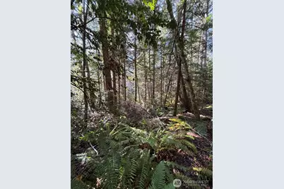 0 Nka Yashi Road, Brinnon, WA 98320 - Photo 4