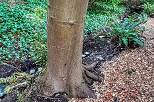 2337 NE 86th St, Seattle, WA 98115 - Photo 20