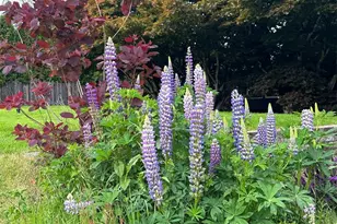 5412 93rd Dr SE, Snohomish, WA 98290 - Photo 32