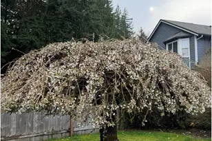 2927 27th Ln NE, Olympia, WA 98506 - Photo 26