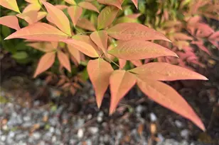 5613 Udall Ave SE, Auburn, WA 98092 - Photo 34