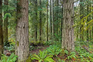 10618 Kelly Rd NE, Carnation, WA 98014 - Photo 12