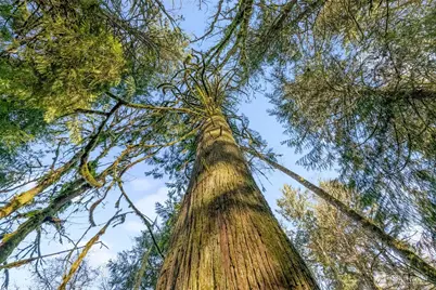 0 Talmo Drive NW, Gig Harbor, WA 98332 - Photo 14