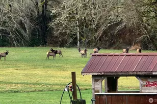 65 Wilderness Rd, Oakville, WA 98568 - Photo 36