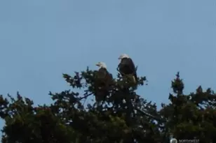 4302 77th Pl NW, Tulalip, WA 98271 - Photo 4