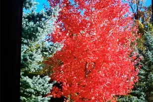 538 241st Ln SE, Sammamish, WA 98074 - Photo 28