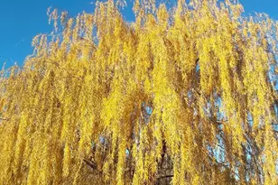 6 Jennings Loop Rd, Oroville, WA 98844 - Photo 24