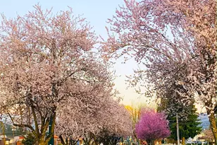 1306 Hansberry Ave NE, Orting, WA 98360 - Photo 28