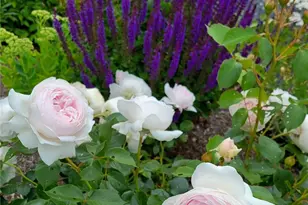 17715 2nd Ave W, Bothell, WA 98012 - Photo 32