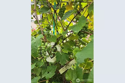 18434 Apricot Street SW, Rochester, WA 98579 - Photo 30