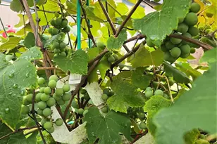 18434 Apricot St SW, Rochester, WA 98579 - Photo 30