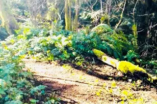 706 Falls Rd, Randle, WA 98377 - Photo 32