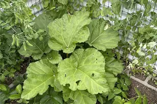 8365 Golden Valley Blvd, Maple Falls, WA 98266 - Photo 28