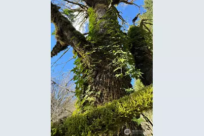 12832 Hunter Road SW, Rochester, WA 98579 - Photo 34