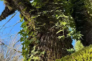 12832 Hunter Rd SW, Rochester, WA 98579 - Photo 34