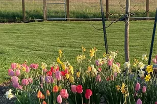 73 Cobb Cir, Sequim, WA 98382 - Photo 8