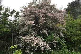 6 Rosemary Ln S, Elma, WA 98541 - Photo 26