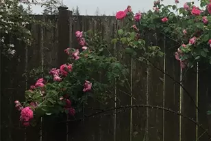 6 Rosemary Ln S, Elma, WA 98541 - Photo 28