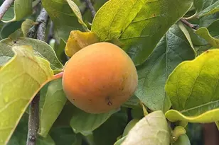 1013 233rd Pl NE, Sammamish, WA 98074 - Photo 40