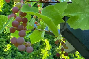 1013 233rd Pl NE, Sammamish, WA 98074 - Photo 38