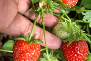 1013 233rd Pl NE, Sammamish, WA 98074 - Photo 36