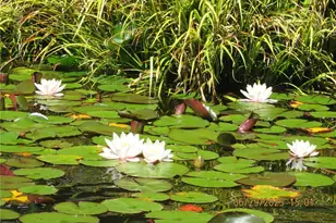 50 N Standstill Dr S, Hoodsport, WA 98548 - Photo 38