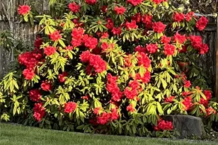 2245 McDonald Ave, DuPont, WA 98327 - Photo 26