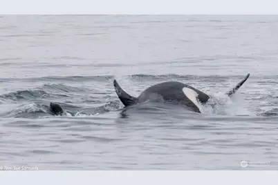 10212 NE North Shore Road, Belfair, WA 98528 - Photo 32