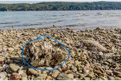 10212 NE North Shore Road, Belfair, WA 98528 - Photo 8