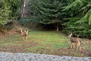 554 Wildwood Dr, Sedro Woolley, WA 98284 - Photo 30