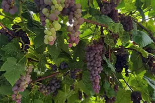 6706 83rd Ln SE, Olympia, WA 98513 - Photo 24