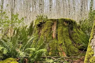 182 State Route 105, Raymond, WA 98577 - Photo 32