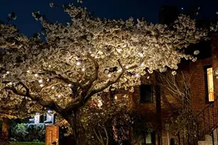 8049 23rd Ave NW, Seattle, WA 98117 - Photo 36